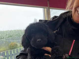 Toy Poodle dogs Kc registered toy poodle - Advert 2