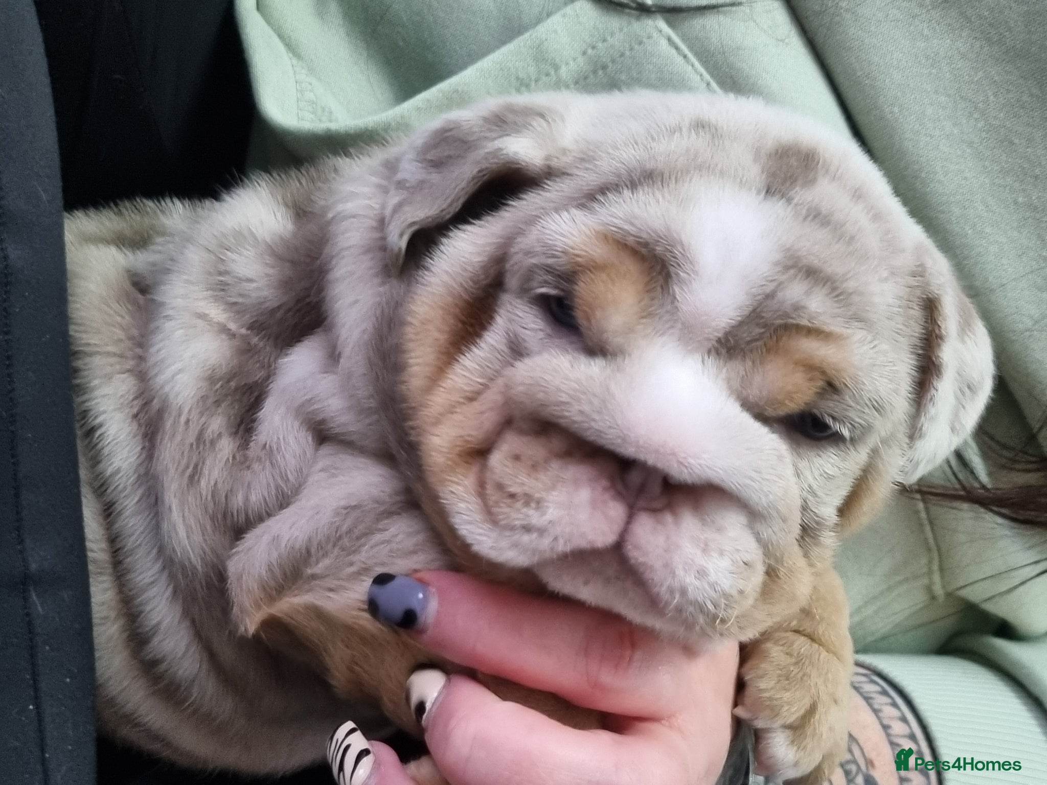 English Bulldog dogs 2 stunning Girl English bulldogs - Advert 1