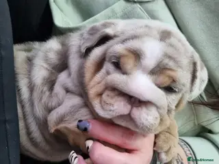 English Bulldog dogs 2 stunning Girl English bulldogs - Advert 1