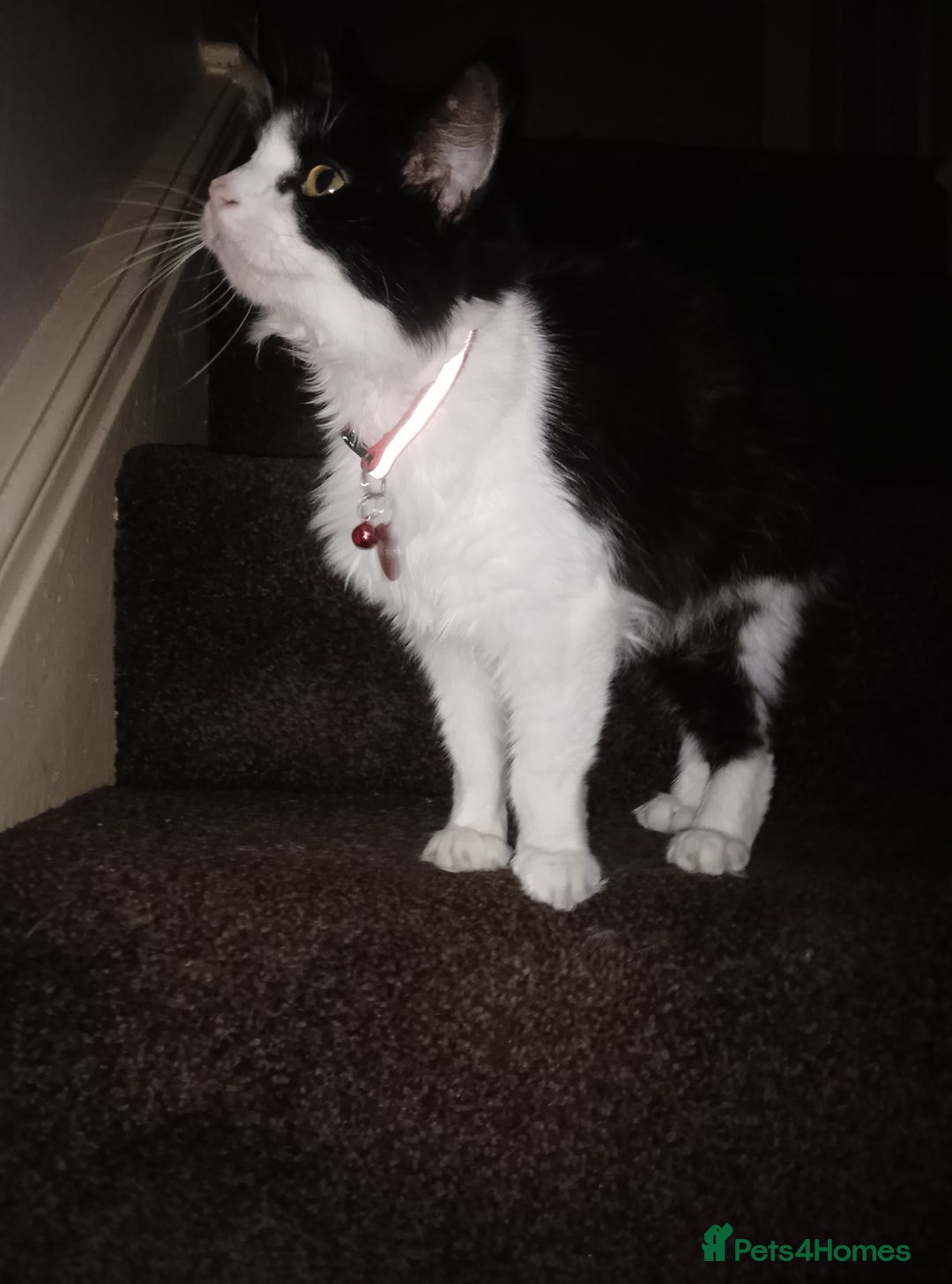 Mixed Breed cats for sale: FREE to good home - Image 7