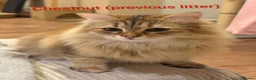 Siberian cats for sale: Purebred Siberian Kittens - GREAT for ALLERGY - Advert 5