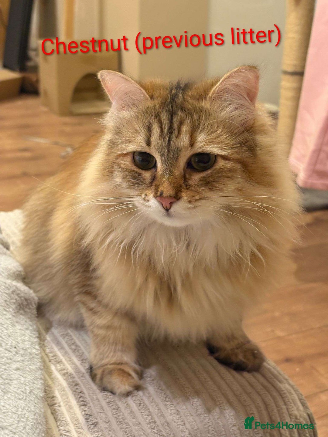 Siberian cats for sale: Purebred Siberian Kittens - GREAT for ALLERGY - Advert 5