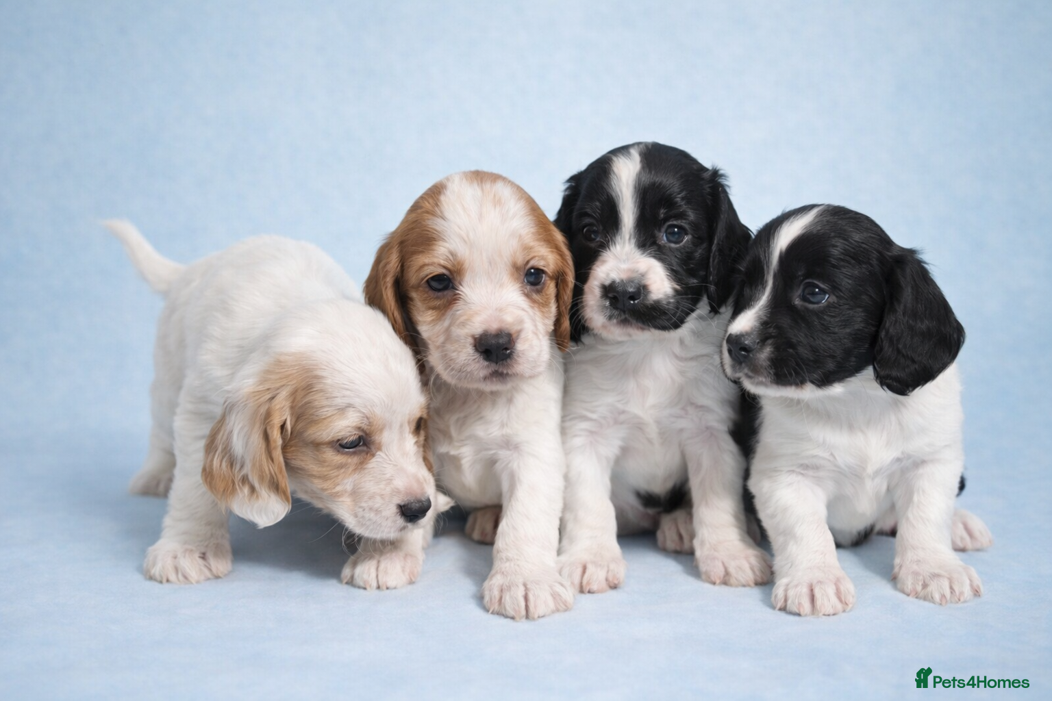Cocker Spaniel dogs Working Cocker Spaniels - 4 Males - Advert 1