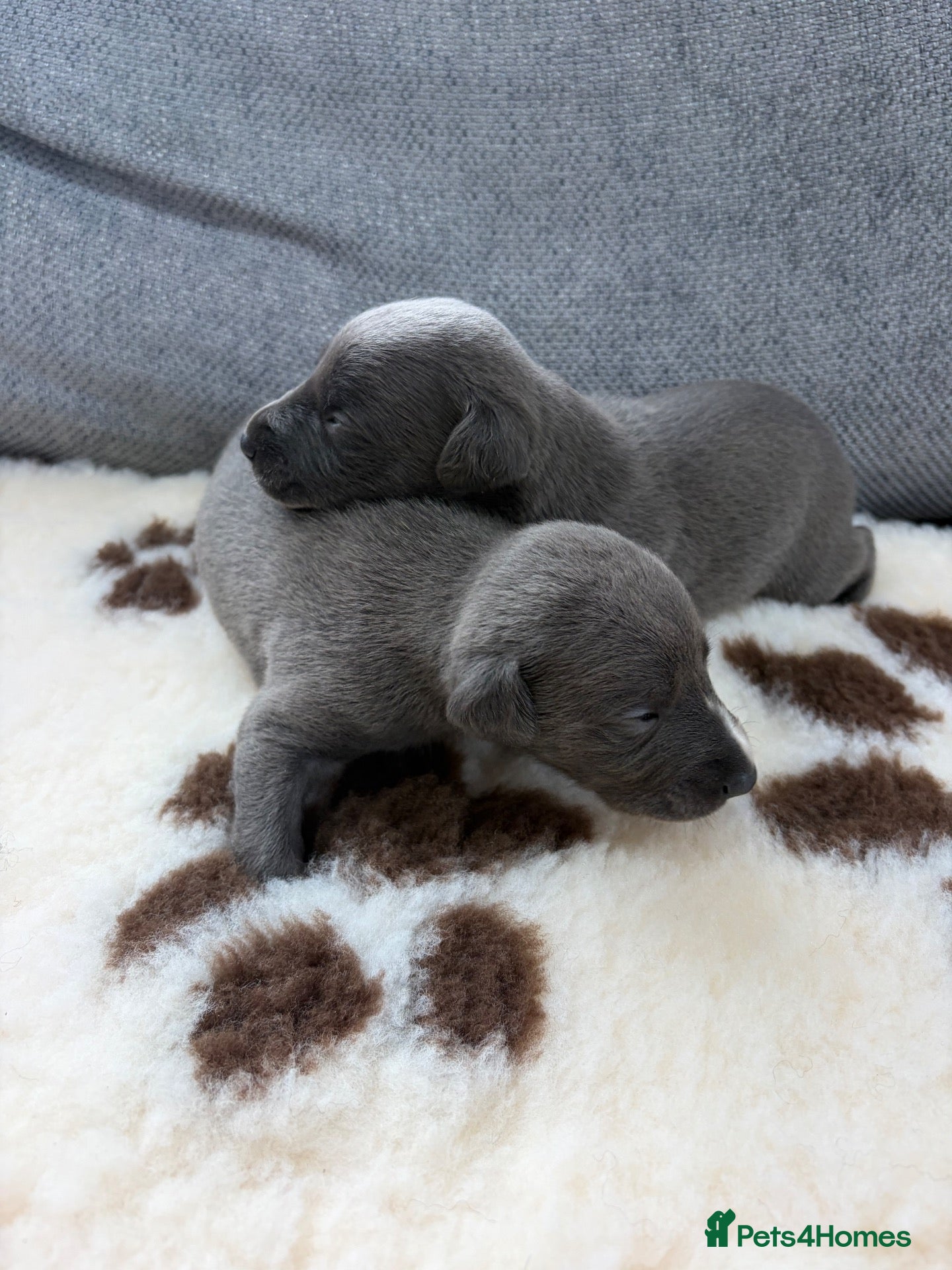 Whippet dogs Beautiful KC registered whippets  - Advert 2