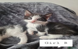 Mixed Breed cats for sale: 4 peculiar kittens with elf ears ❤️ - Image 8