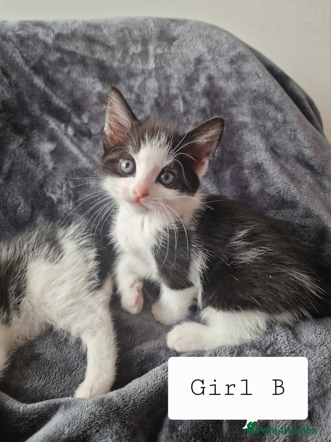 Mixed Breed cats for sale: 4 peculiar kittens with elf ears ❤️ - Image 8