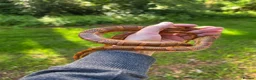 Corn Snake reptiles for sale: Adult male het scaleless palmetto anery  - Advert 3
