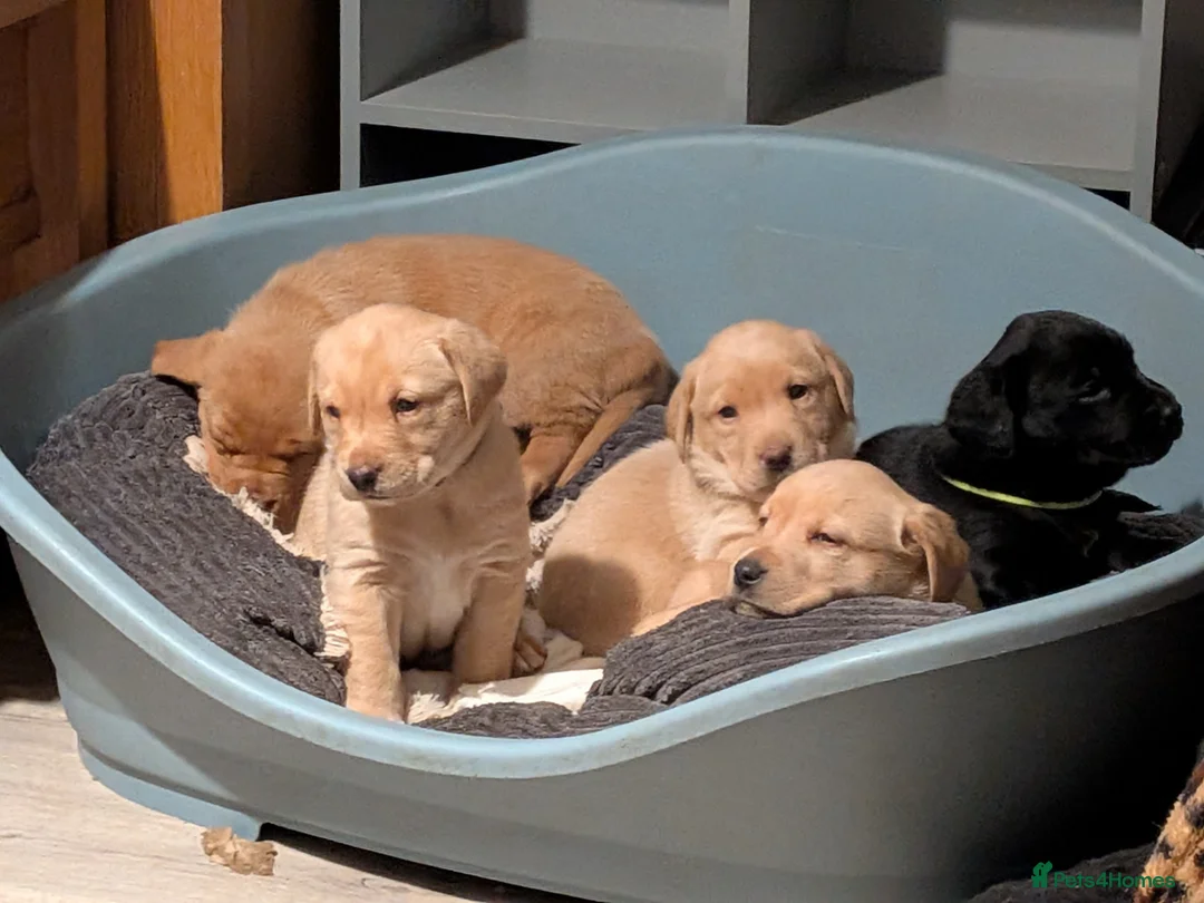 Labrador Retriever dogs for sale: KC registered Fox Red boy & black girl  - Advert 2