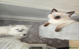 Ragdoll cats for sale: 3 beautiful girls left - Image 2