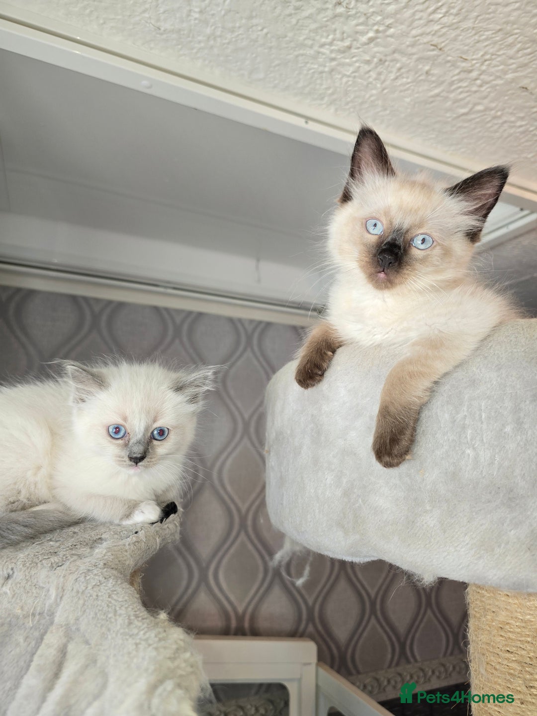 Ragdoll cats for sale: 3 beautiful girls left - Image 2