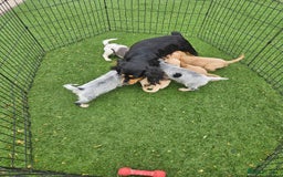 Cocker Spaniel dogs for sale: Well bred, rare coloured, working cocker spaniels - Image 15