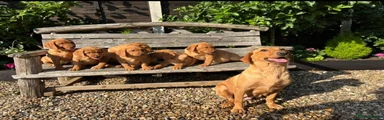 Labrador Retriever 4