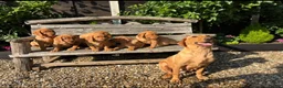 Labrador Retriever dogs for sale: Kc registered fox red labrador puppies - Advert 4