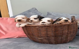 Cocker Spaniel dogs for sale: KC REG Showtype Cocker Spaniel LAST PUP ready 3/8 - Image 31