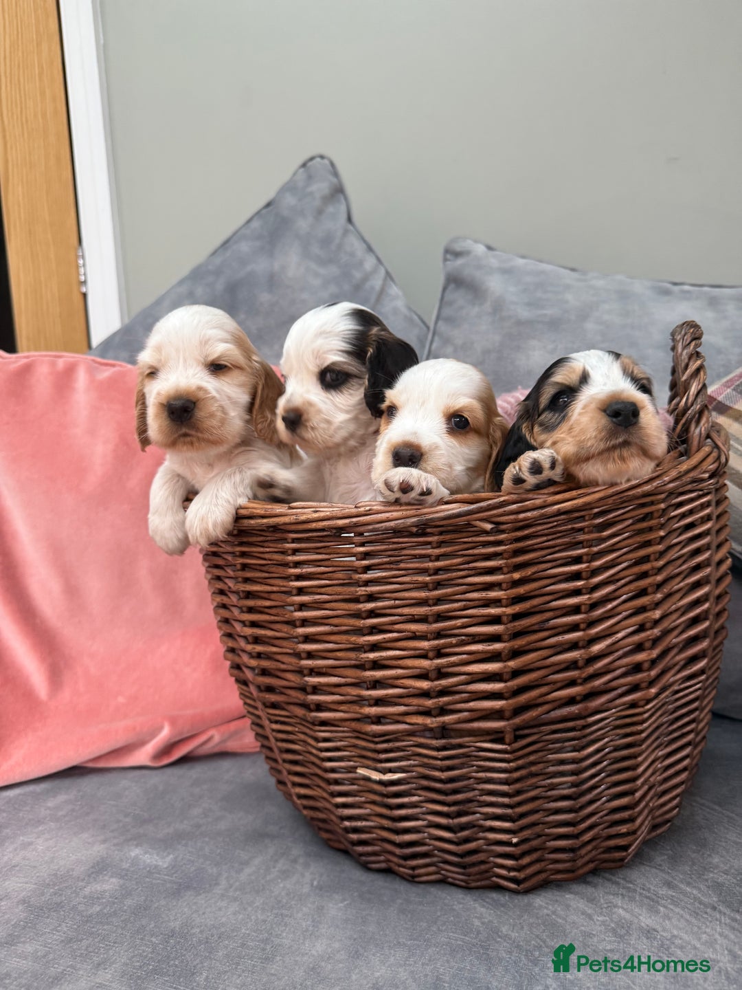 Cocker Spaniel dogs for sale: KC REG Showtype Cocker Spaniel LAST PUP ready 3/8 - Image 31