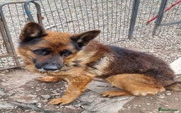 German Shepherd dogs for sale: Tyson - KC German shepherd  - Image 1