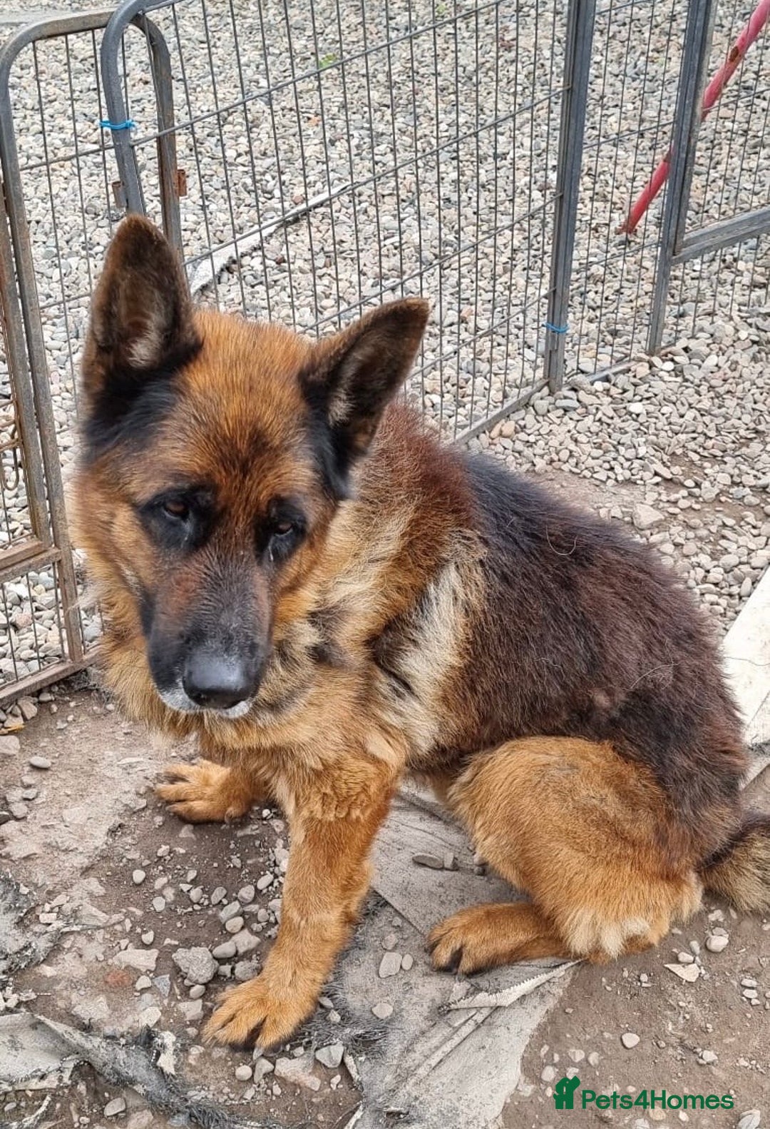 German Shepherd dogs for sale: Tyson - KC German shepherd  - Image 1