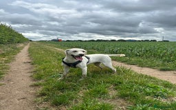 Mixed Breed dogs for sale: Labrador cross bitch - 20 months old - Advert 2