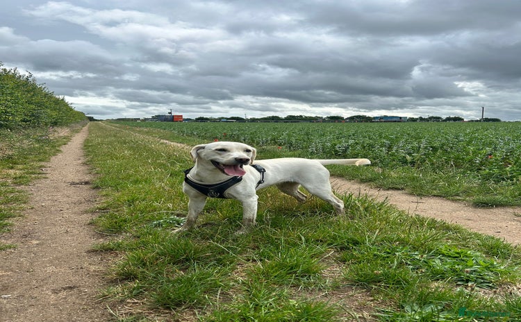 Mixed Breed dogs Still Available..Labrador bitch. 20 months old - Advert 14