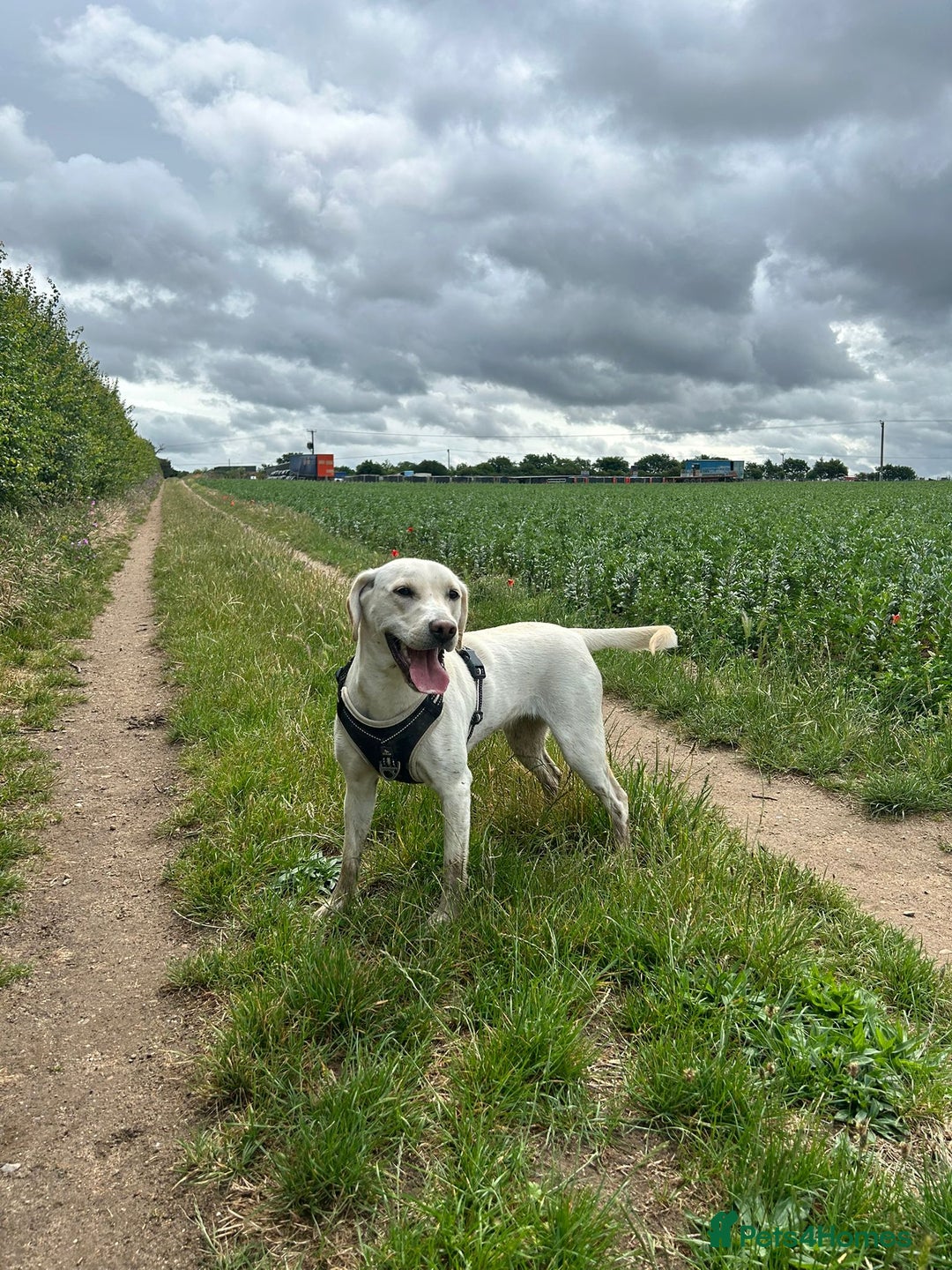 Mixed Breed dogs for sale: Labrador cross bitch - 20 months old - Advert 2