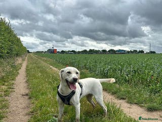 Mixed Breed dogs Still Available..Labrador bitch. 20 months old - Advert 14