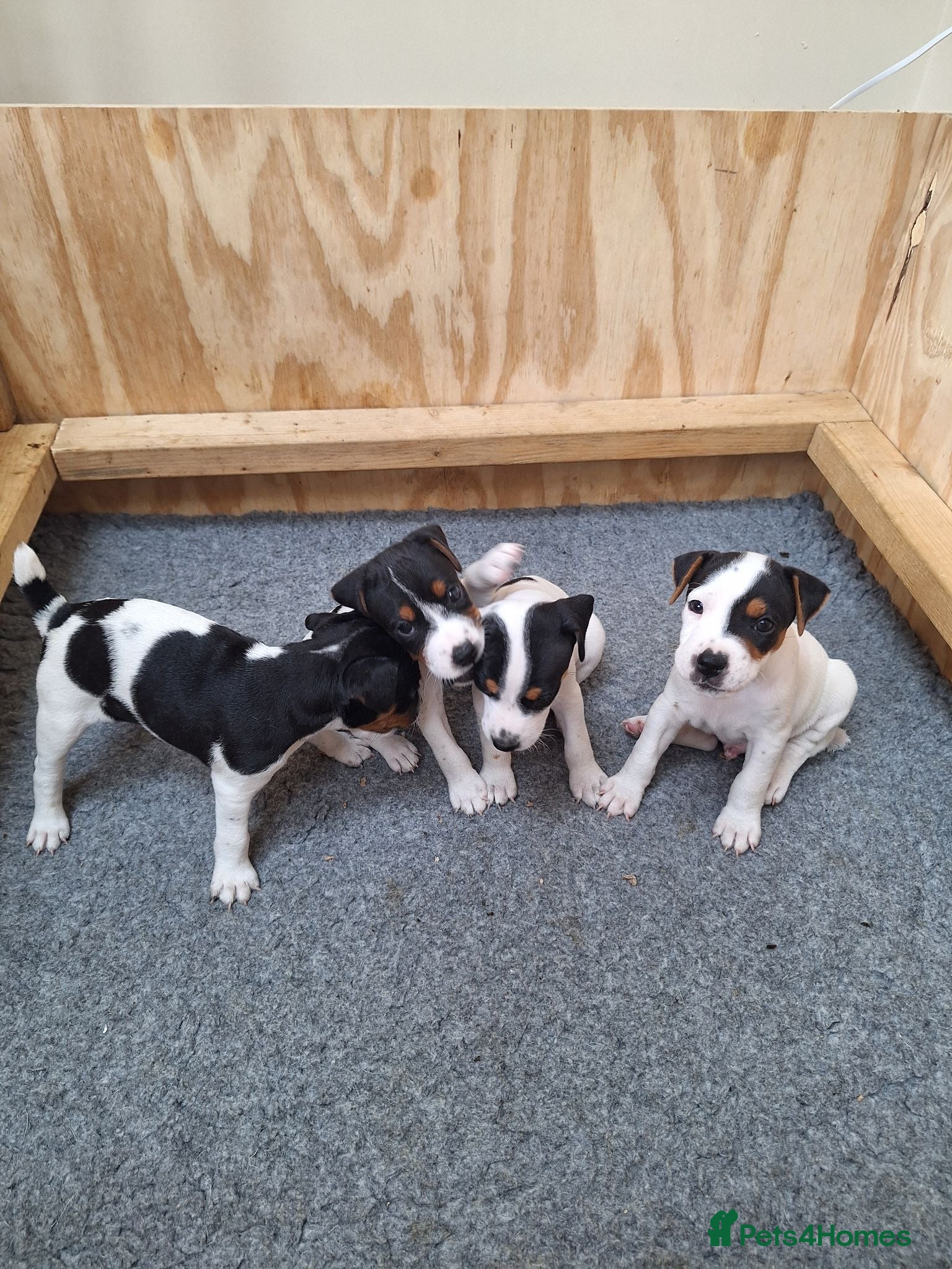 Jack Russell dogs Jack Russell Terrier Puppies for Sale - Advert 1