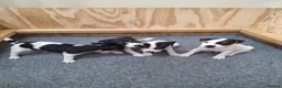 Jack Russell dogs for sale: Jack Russell Terrier Puppies for Sale - Advert 4
