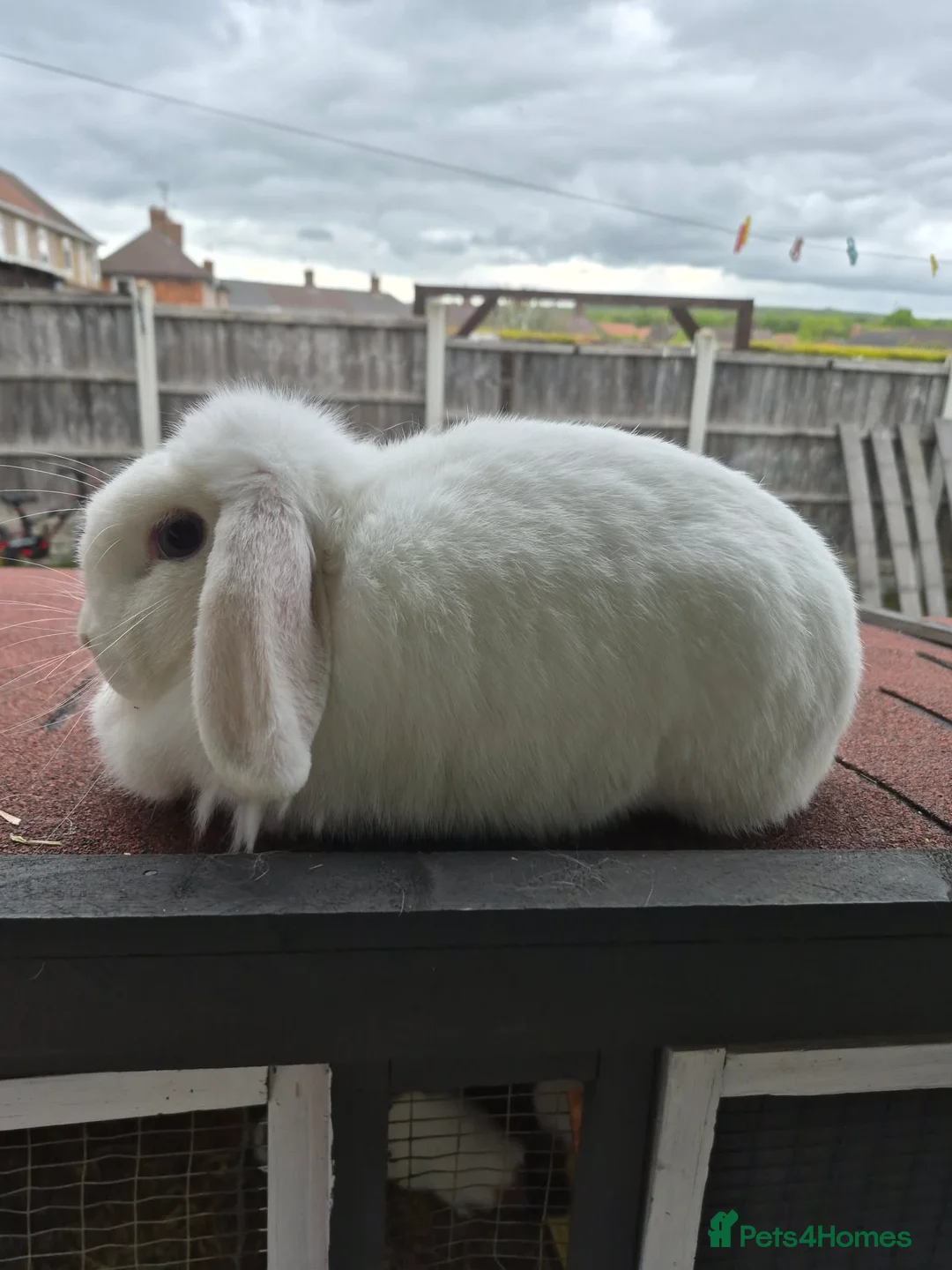 Mini Lop rabbits for sale: Mini lops  - Advert 8