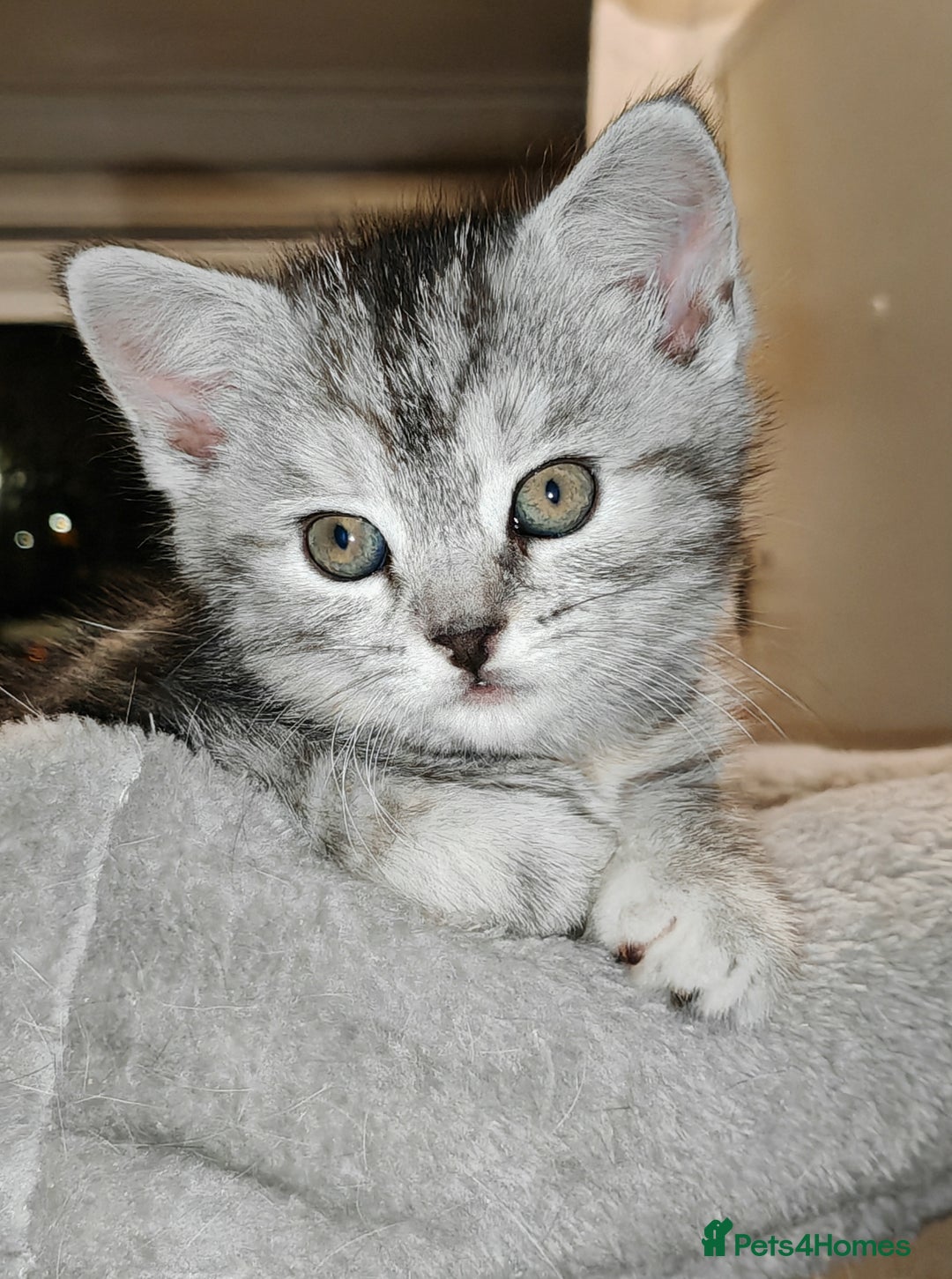 Mixed Breed cats for sale: British Shorthair Mix kittens - Ready Now - Advert 4