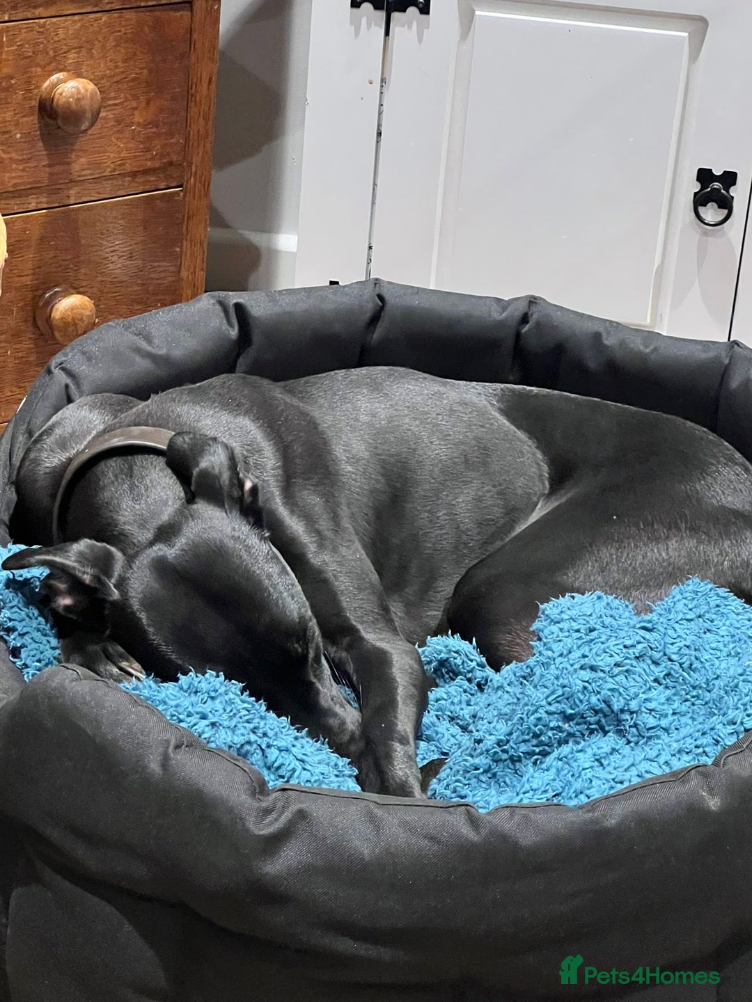 Lurcher dogs for sale: Ready to leave now. Rehoming due to newborn  - Advert 4