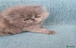 Persian cats for sale: GCCF Registered Persian kittens - Image 5