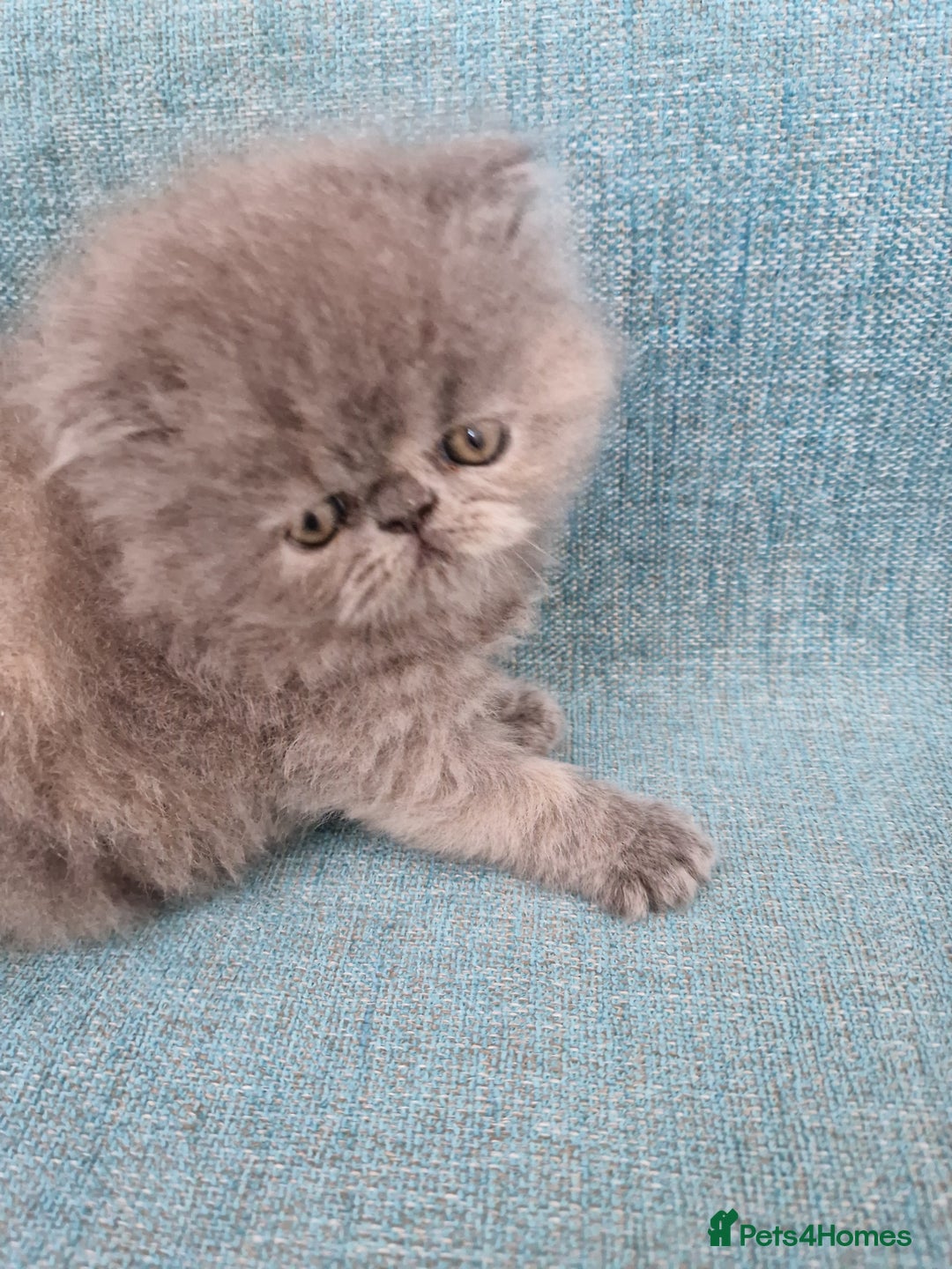 Persian cats for sale: GCCF Registered Persian kittens - Image 5