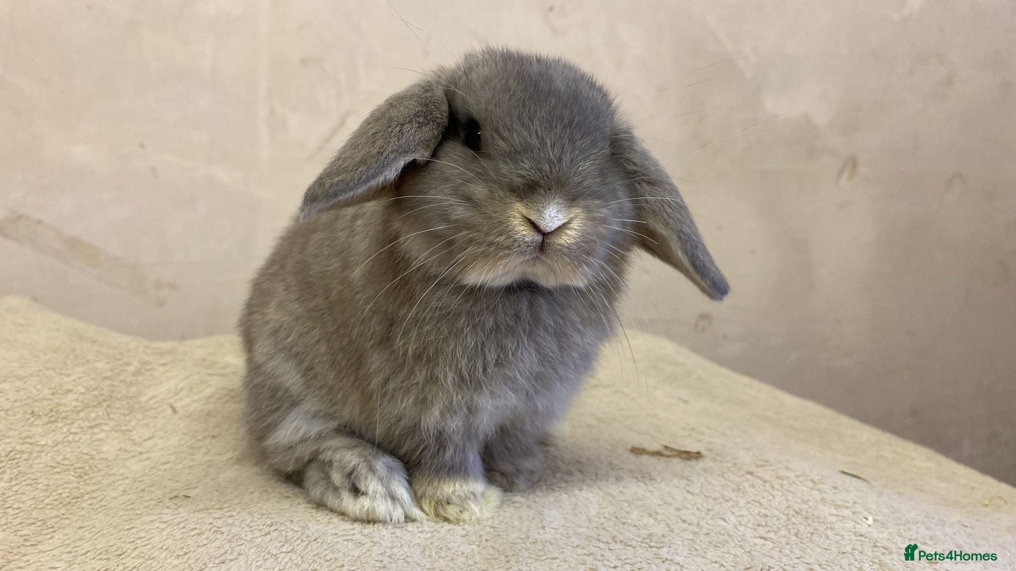 Mini Lop rabbits Mini lops - Advert 11