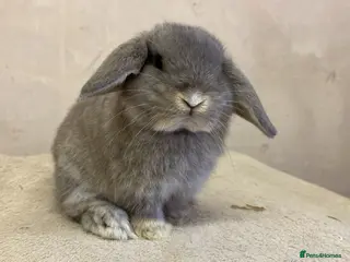 Mini Lop rabbits Mini lops - Advert 11