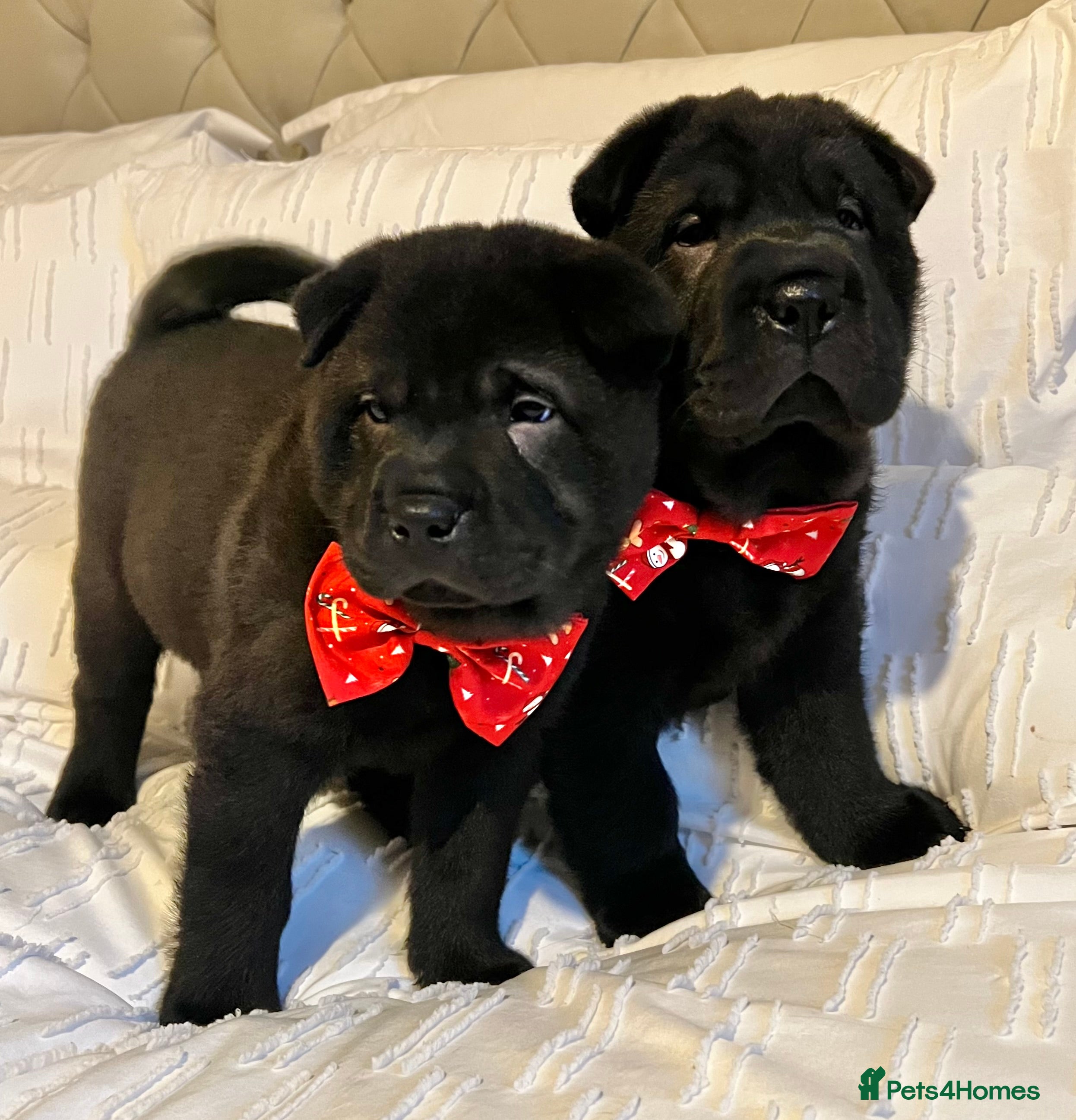 Mixed Breed dogs ChowPei Pups  - Advert 4