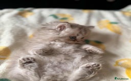 British Longhair cats for sale: British long hair kittens - Image 14