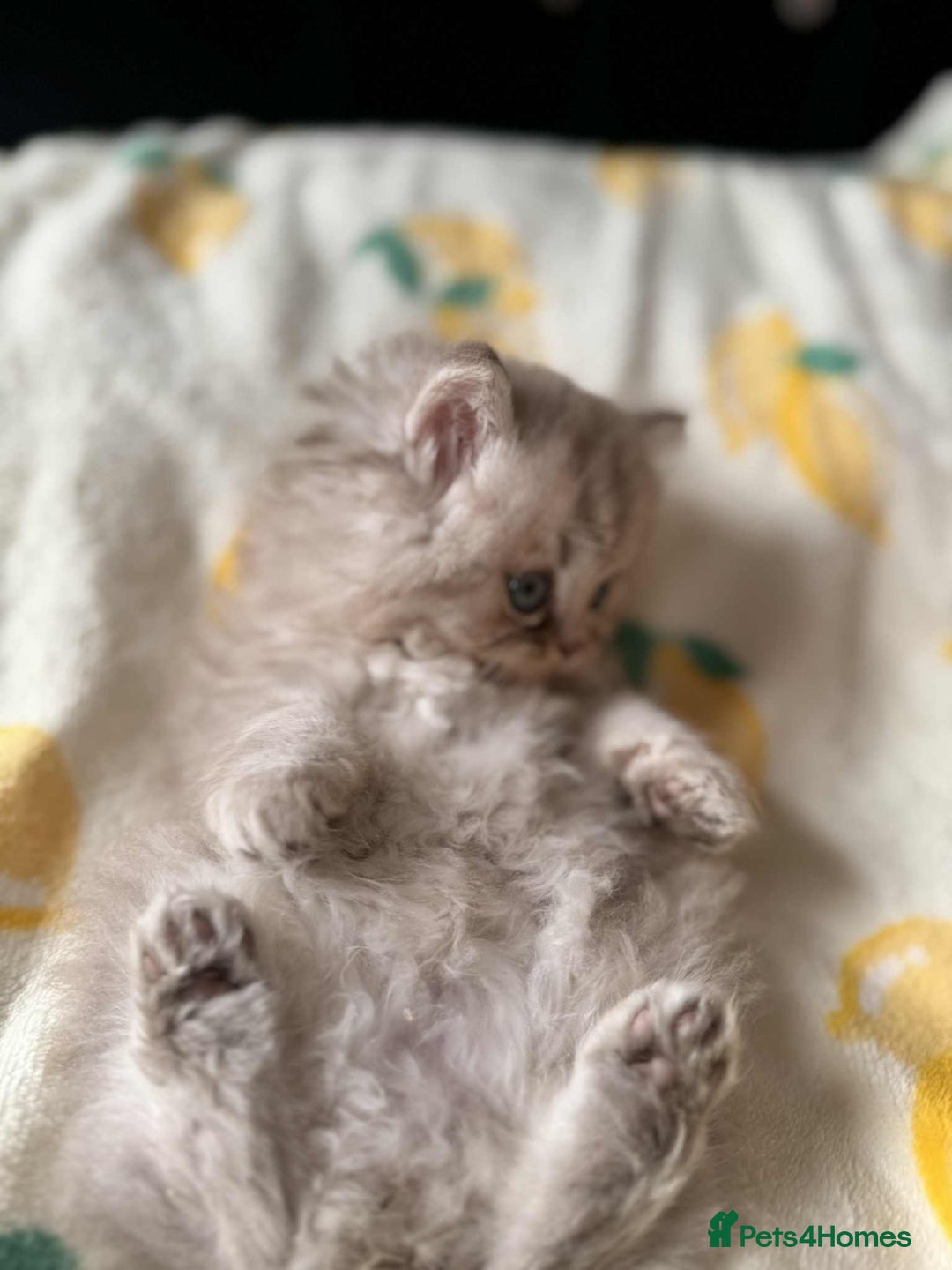 British Longhair cats for sale: British long hair kittens - Image 14