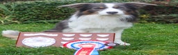 Border Collie dogs for stud: Proven Health tested Blue Tri Border Collie Stud  - Advert 3