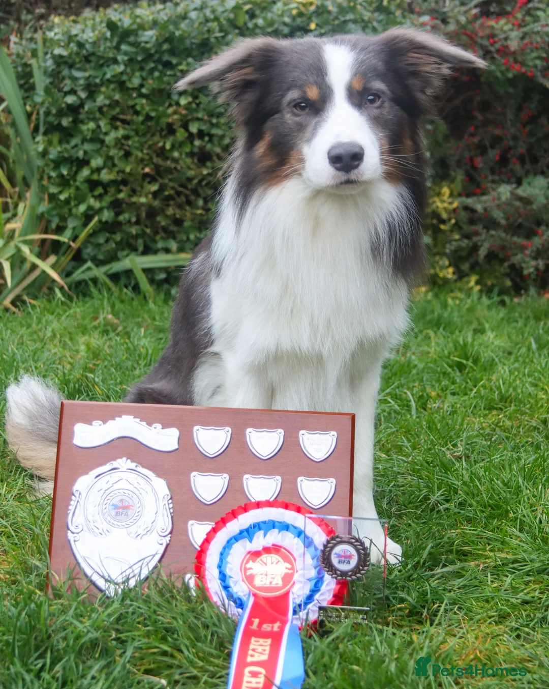 Border Collie dogs for stud: Proven Health tested Blue Tri Border Collie Stud  - Advert 3