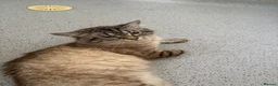 Mixed Breed cats for sale: x1 Adult Male Indoor Only Cat for Rehoming - Advert 11
