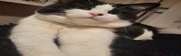 Mixed Breed cats for sale: Please adopt Milo  - Advert 8