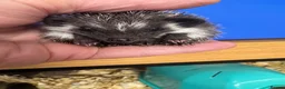 Pygmy Hedgehog rodents for sale: Stunning tame babies ready with/without set up  - Advert 7
