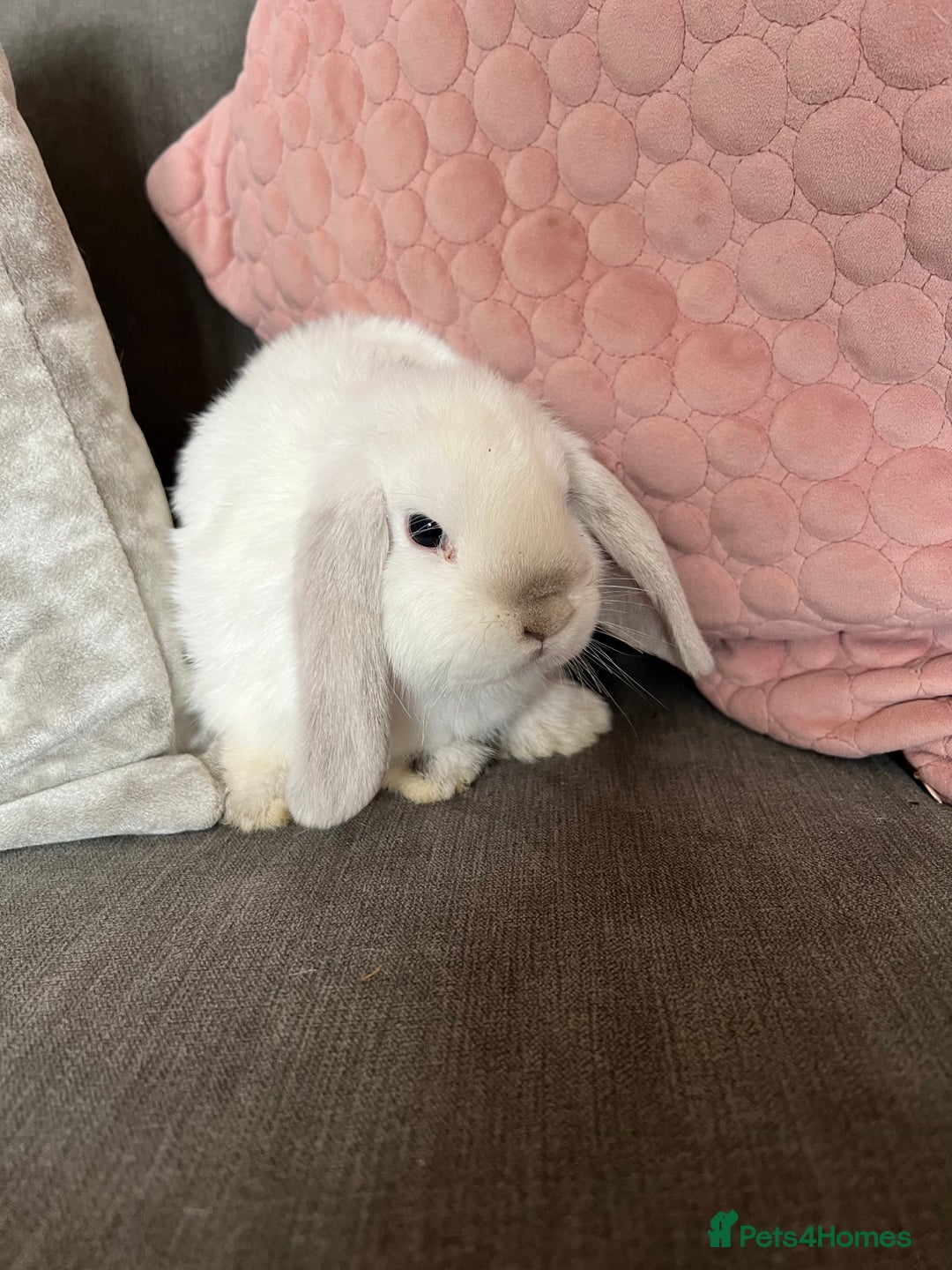 Mini Lop rabbits for sale: Beautiful mini lop rabbits for sale - Image 7