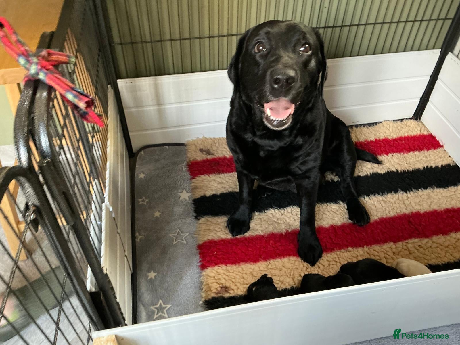 Labrador Retriever dogs 5* LICENCED LABRADOR BREEDER kc registered  - Advert 1