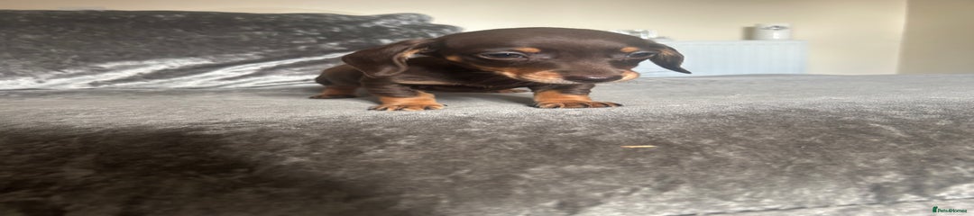 Miniature Dachshund Puppy 6