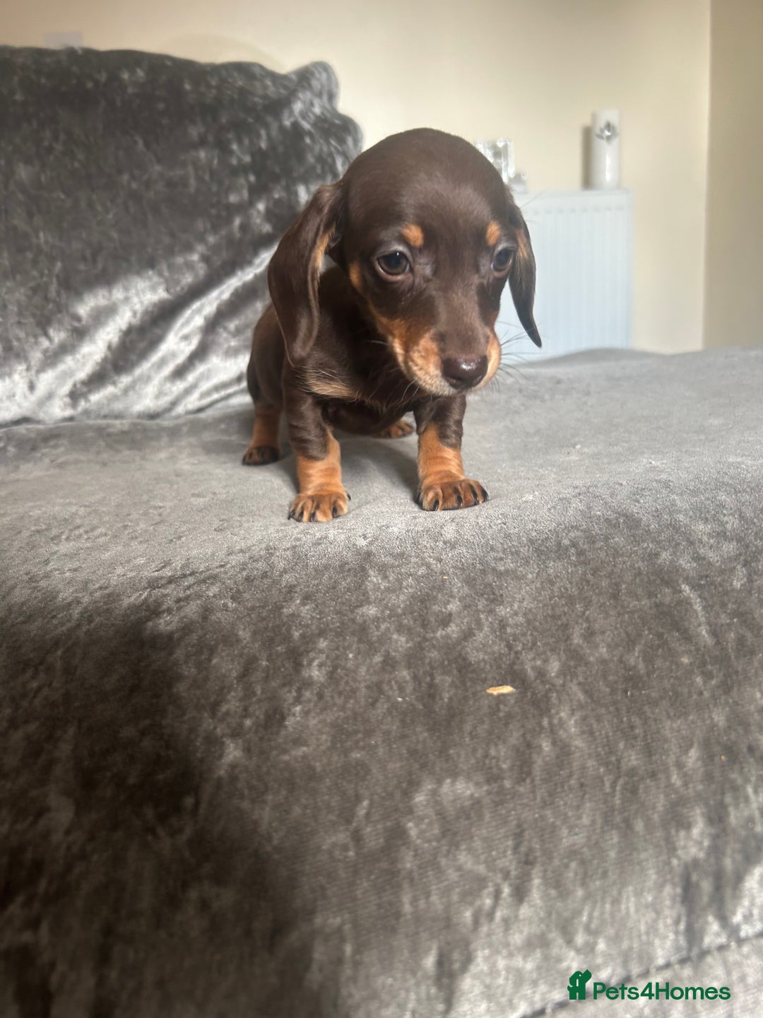 Miniature Dachshund dogs for sale: Miniature daschund puppies  - Image 15