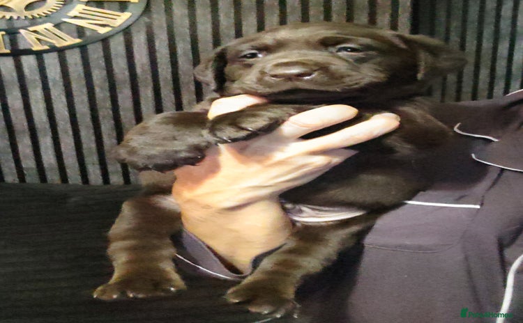 Labrador Retriever dogs - Advert 1