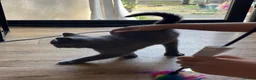 British Shorthair cats for sale: Blue boy kitten  - Advert 13