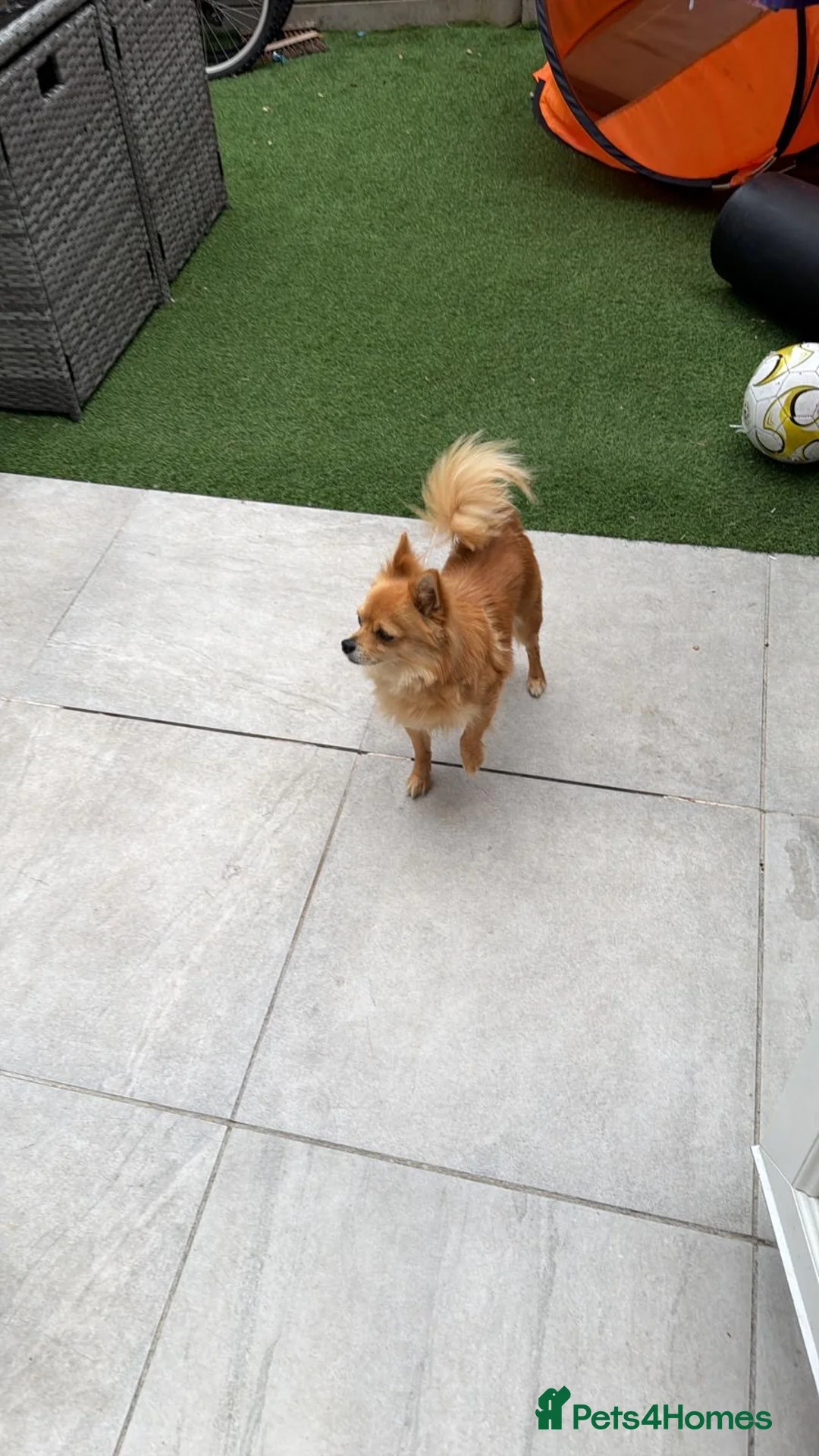 Mixed Breed dogs for sale: Puppies ready in couple weeks  - Advert 9