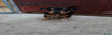 Jack Russell Puppy 6